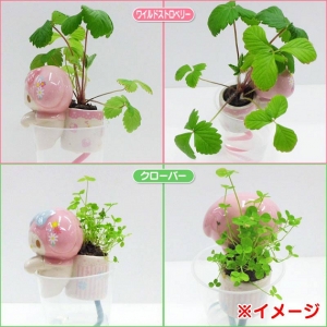 Melody 種出四葉草及士多啤梨