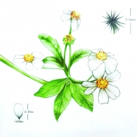 民間“神草”——鬼針草